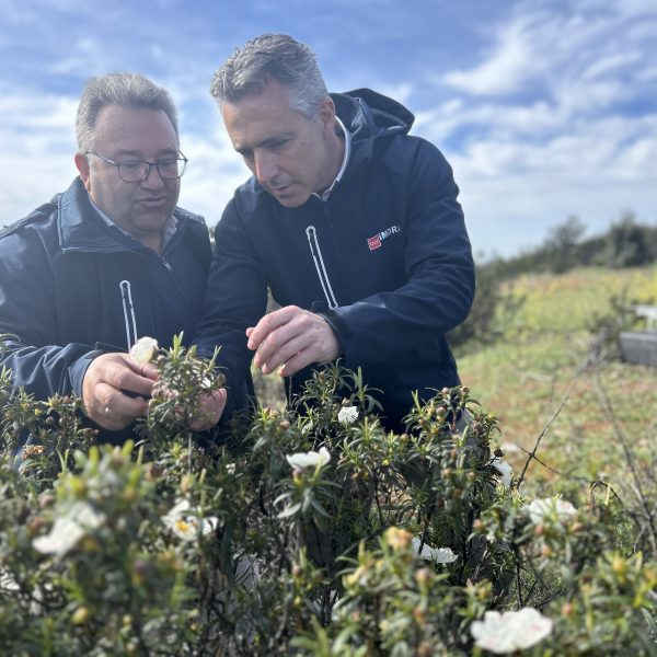 El aceite esencial de la jara negra, perfecto para eliminar las manchas de la piel