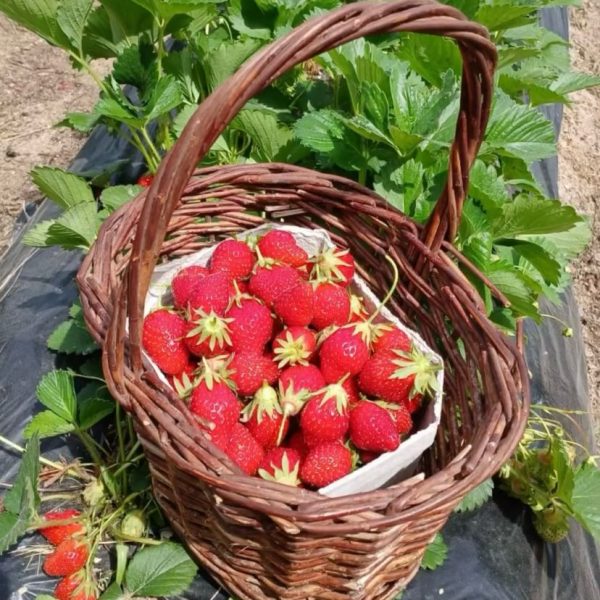 Recoger fresas en el campo: uno de los planes para niños en Madrid del verano