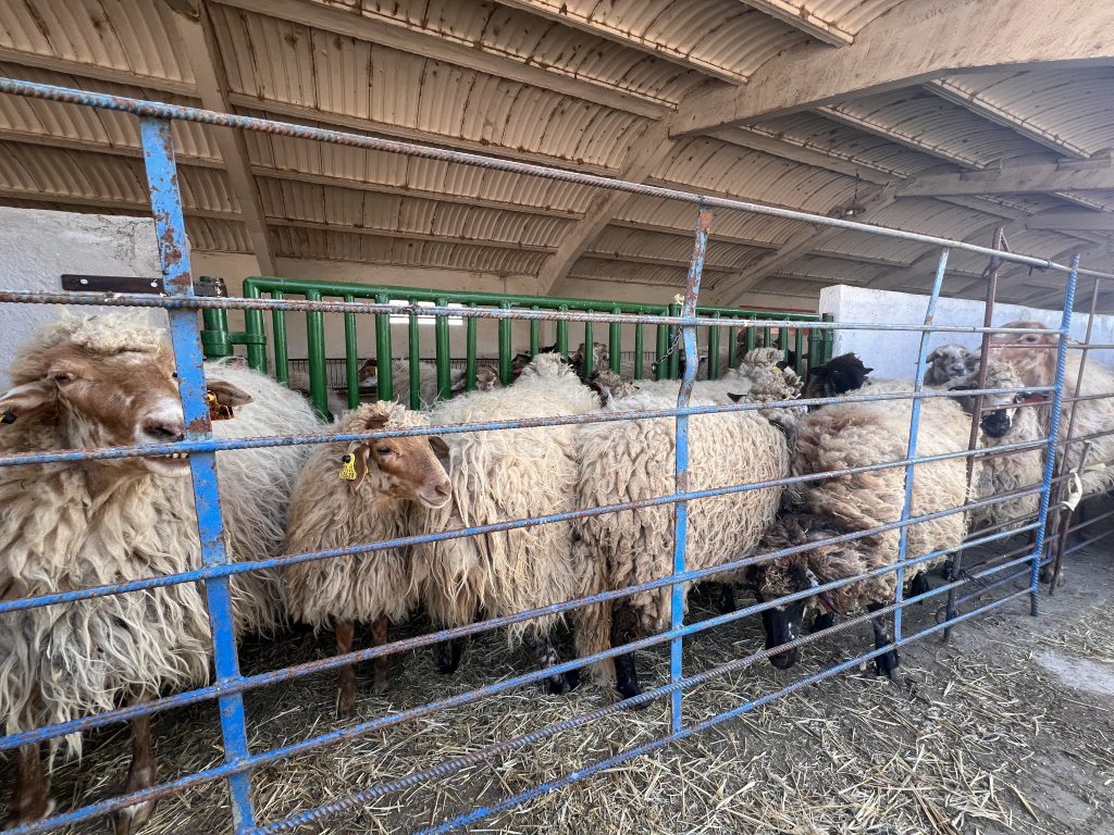 Ovejas de razas autóctonas de Madrid