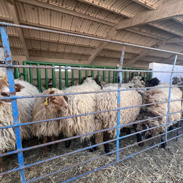 Ovejas de razas autóctonas de Madrid