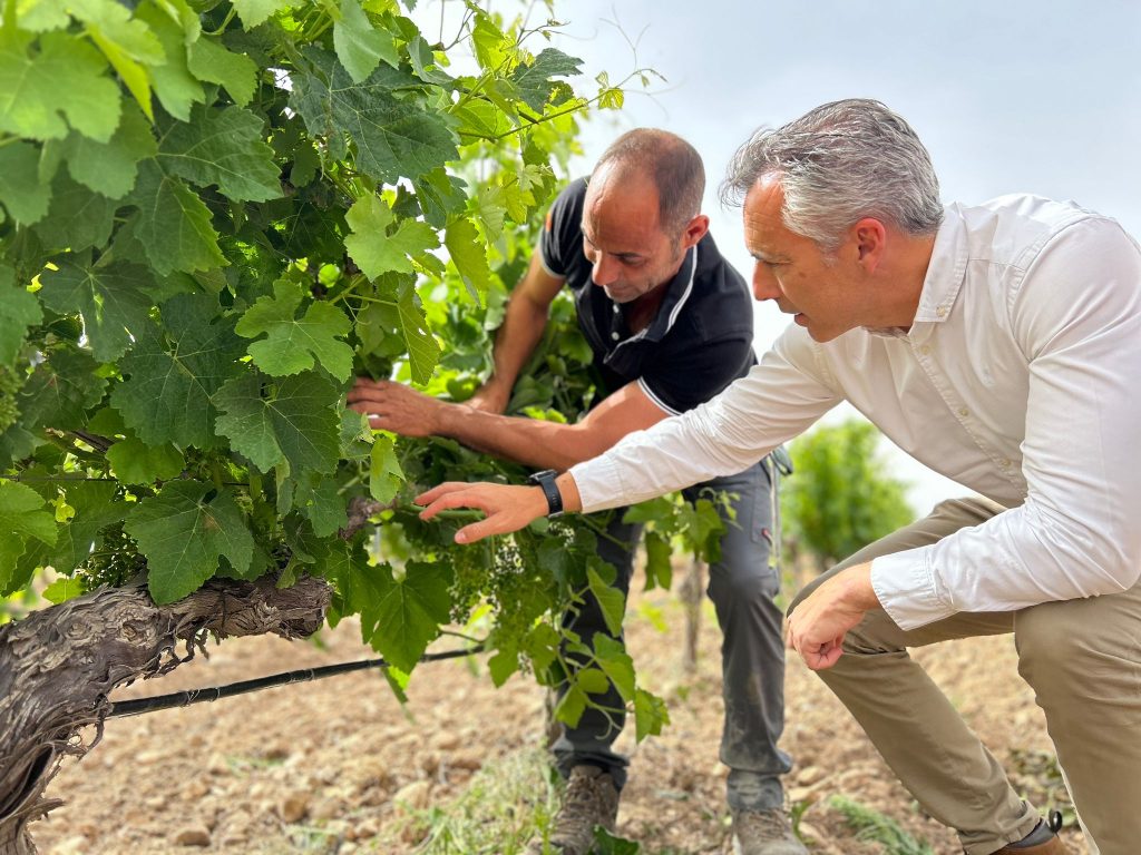 Mejores vinos del mundo
