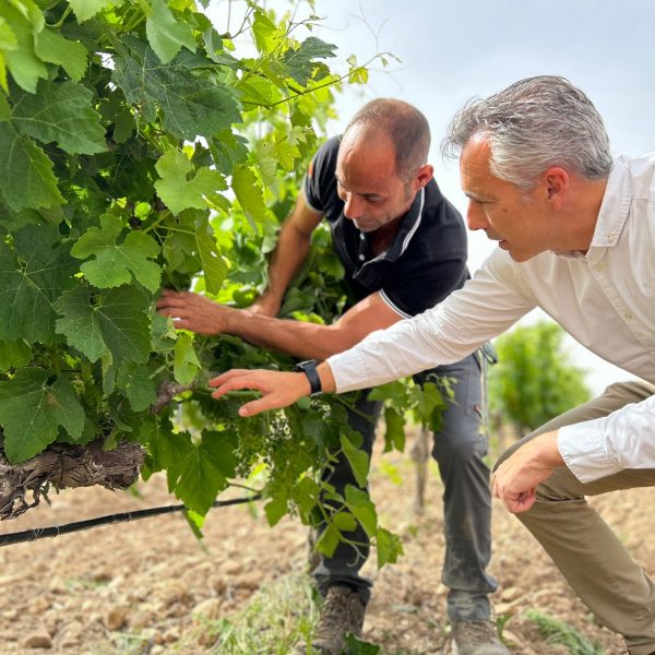 Mejores vinos del mundo