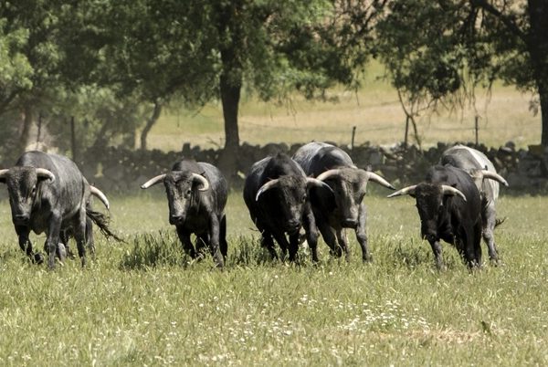 Ganaderías de toros bravos de Madrid