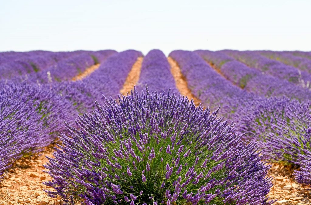 Campos de lavanda en Madrid