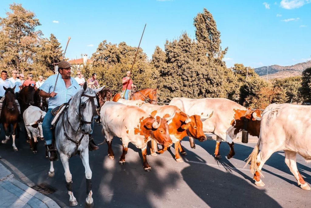 Fiesta de la trashumancia en Manzanares El Real