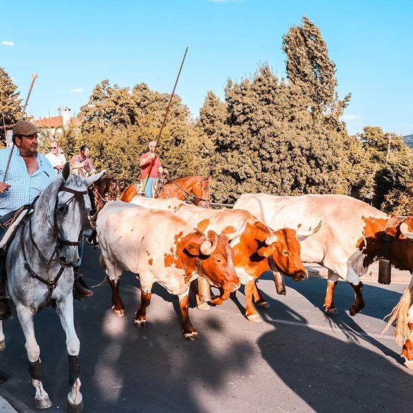 Fiesta de la trashumancia en Manzanares El Real