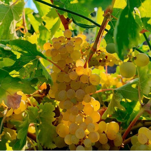 Vendimia de Madrid 2024