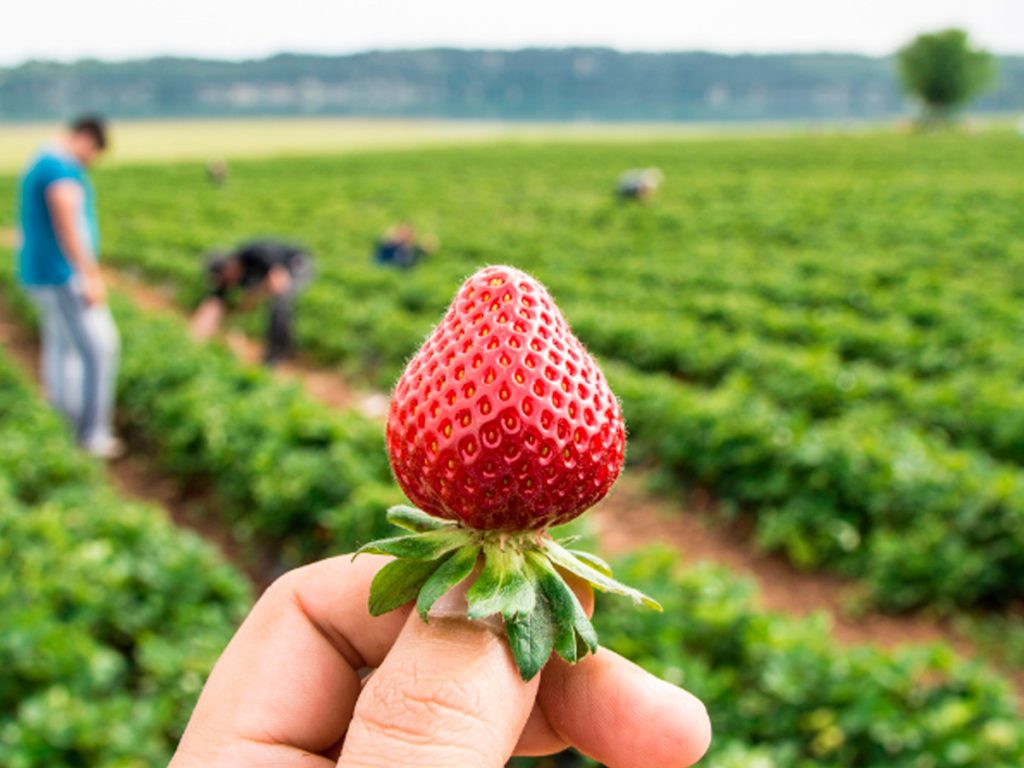Fresas de Aranjuez