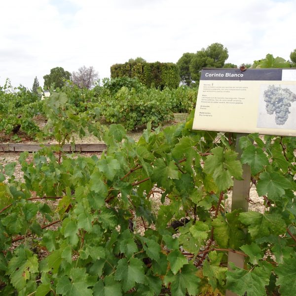 Variedades de vid de Europa