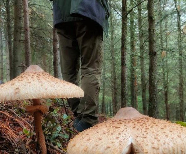 Recoger setas en Madrid