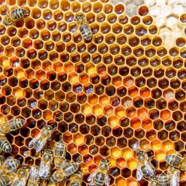 Jornada infantil para conocer la apicultura