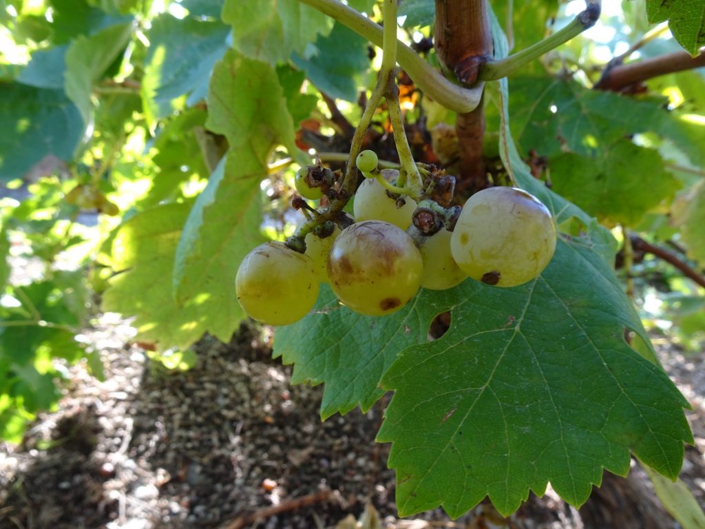 Variedad centenaria de uva