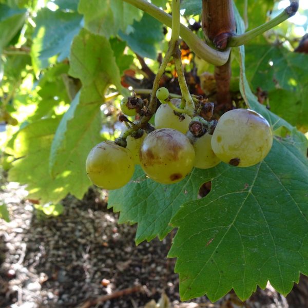 Variedad centenaria de uva