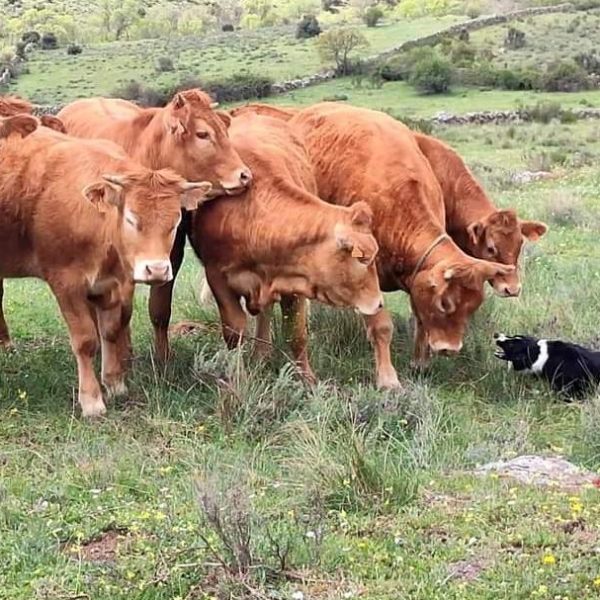 Lengua azul en Madrid