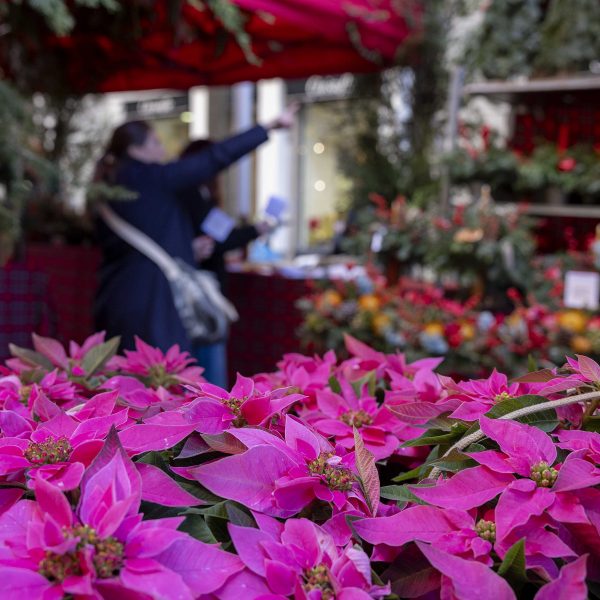 Mercado de las Flores 2024