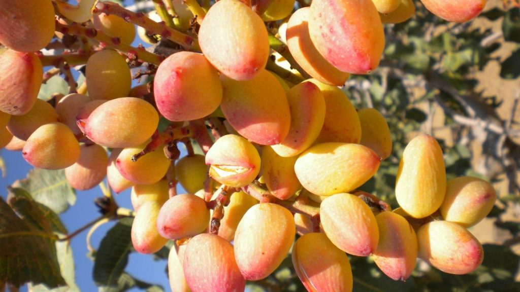 Pistacho de Madrid