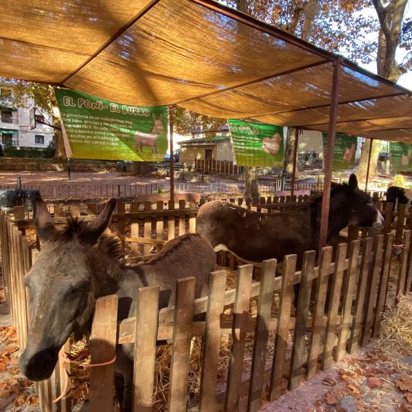 Plan para niños en Navidad en Madrid