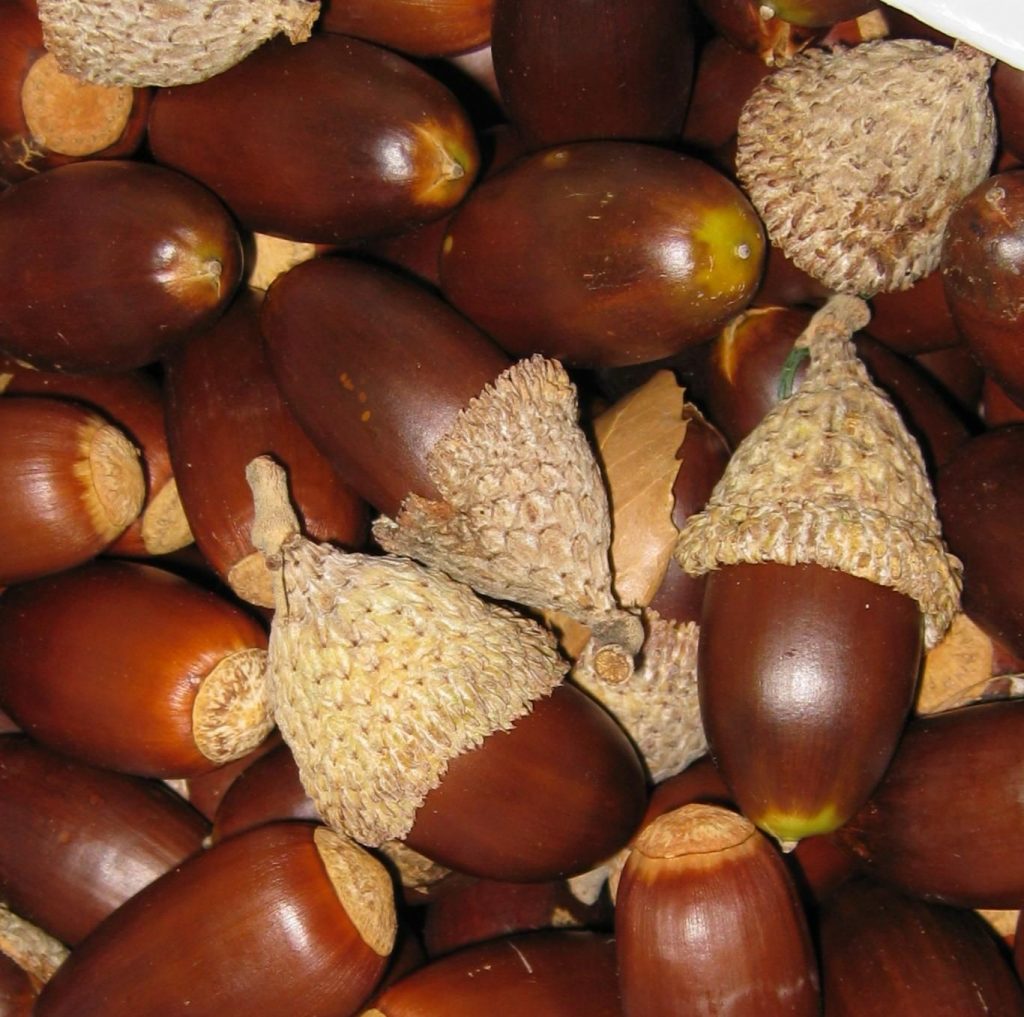 Bellotas in vitro en Madrid