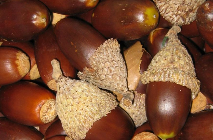 Bellotas in vitro en Madrid