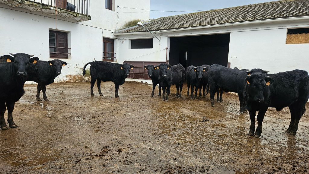 carne de Madrid