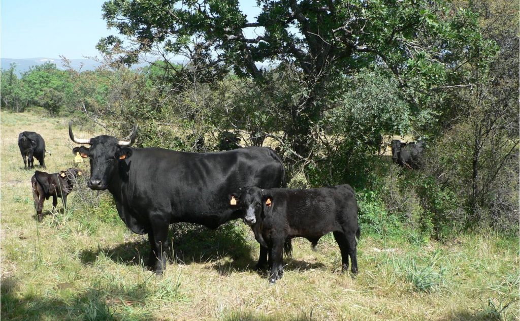 Raza Avileña-Negra Ibérica