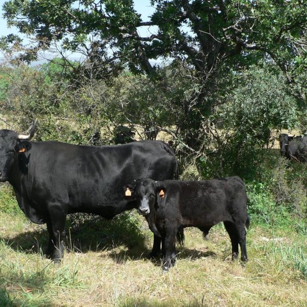 Raza Avileña-Negra Ibérica