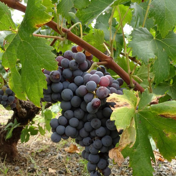 Ayudas para los agricultores de Madrid
