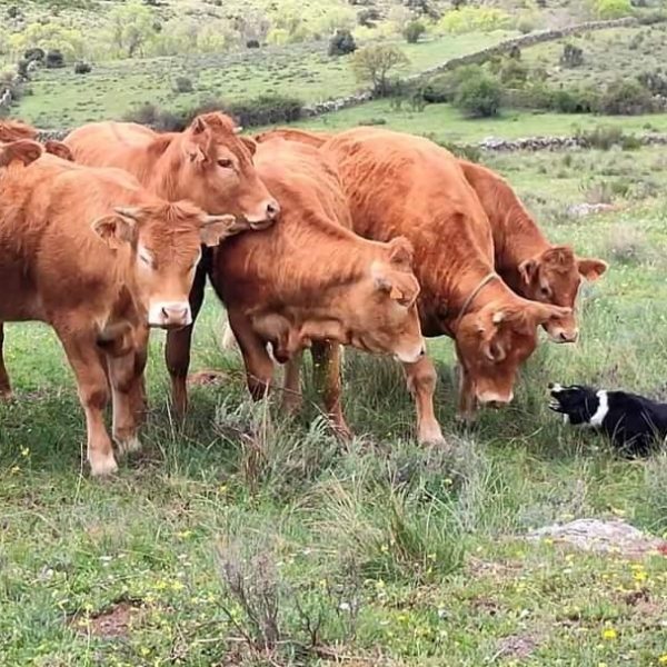 Ayudas para los ganaderos de Madrid