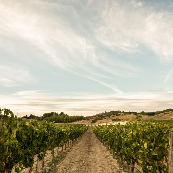 Mejores planes de enoturismo y oleoturismo en Madrid