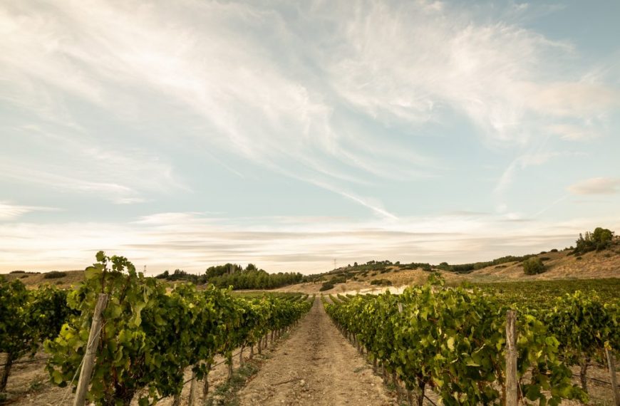 Mejores planes de enoturismo y oleoturismo en Madrid