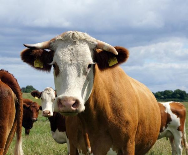 Ayudas para los agricultores de la Comunidad de Madrid