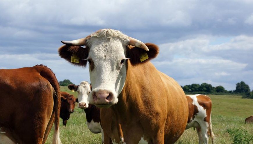 Ayudas para los agricultores de la Comunidad de Madrid