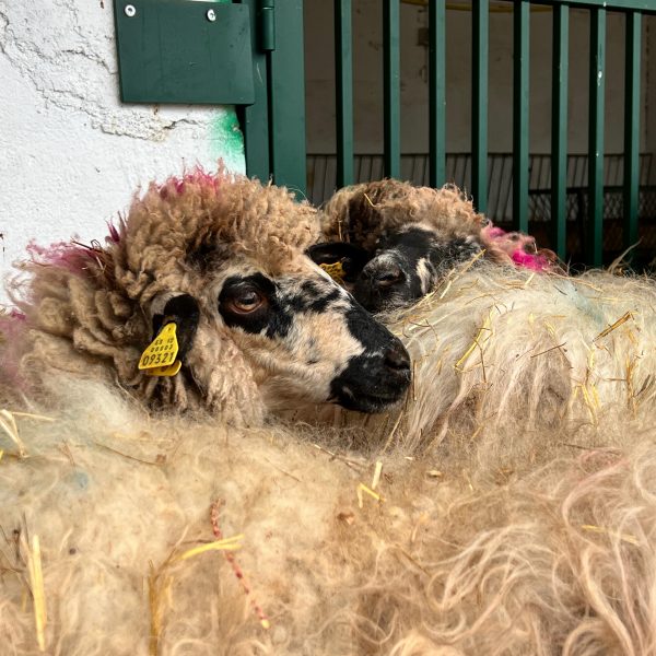 Esquileo de ovejas en Madrid