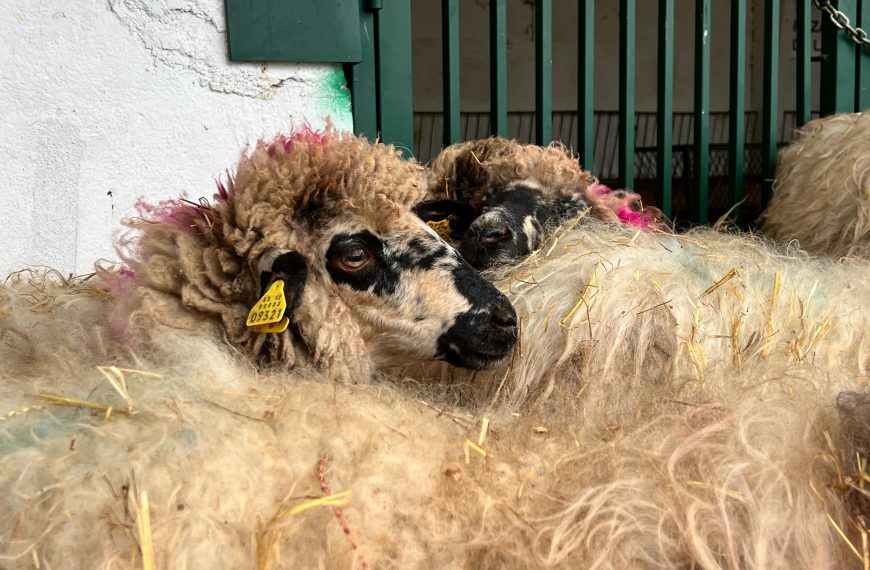Esquileo de ovejas en Madrid