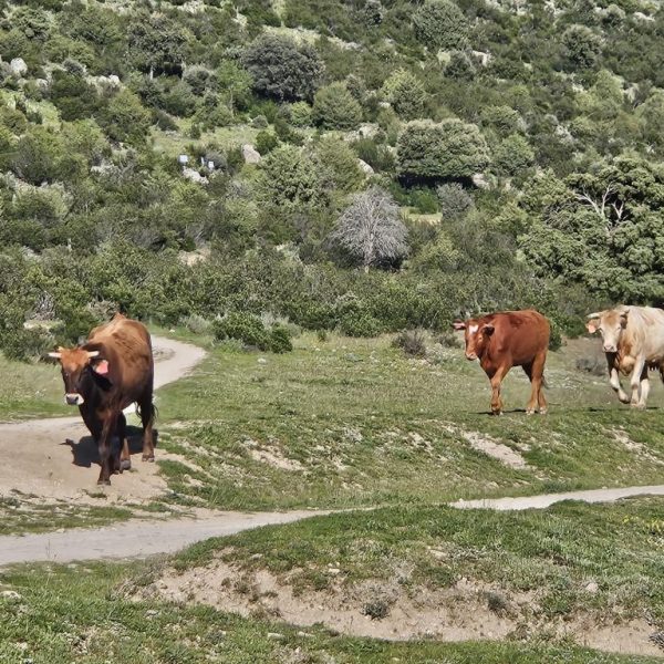 Feria Ganadera de El Boalo