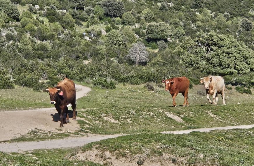 Feria Ganadera de El Boalo