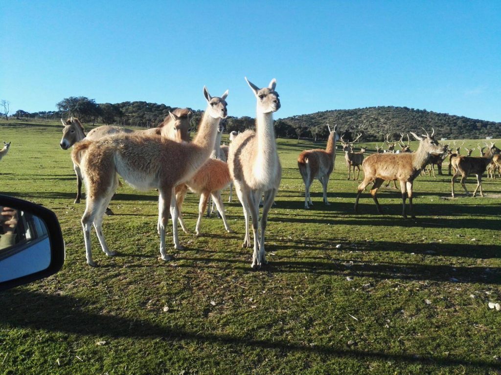 Safari de Madrid