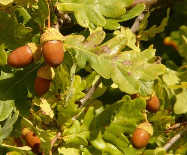 Día Mundial del Medio Ambiente