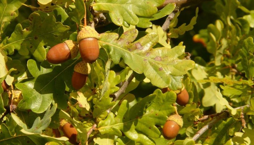 Día Mundial del Medio Ambiente