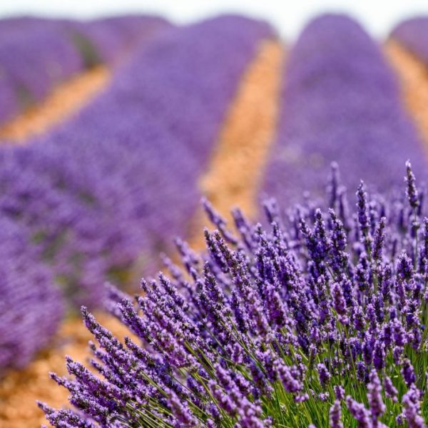 Campos de lavanda de Brihuega