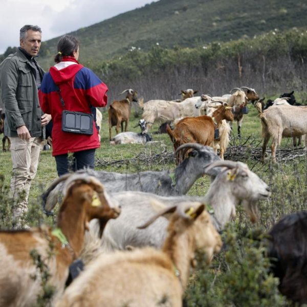 Oficio del pastoreo en Madrid