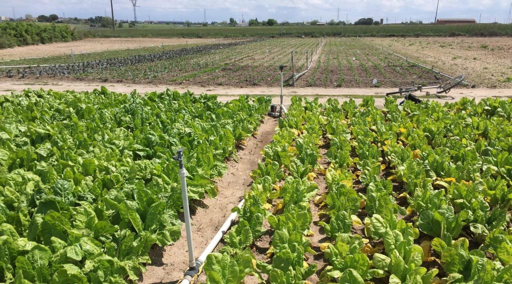 Productos de la huerta de Fuenlabrada