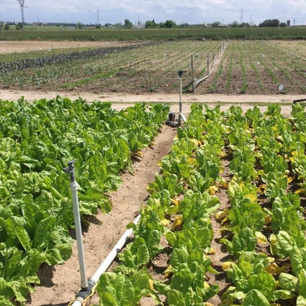 Productos de la huerta de Fuenlabrada