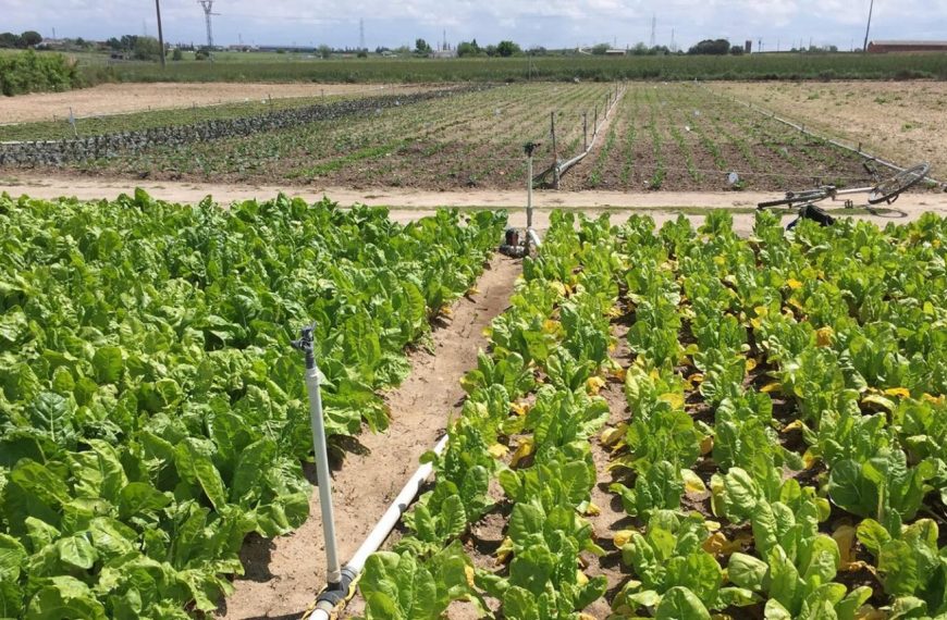 Productos de la huerta de Fuenlabrada