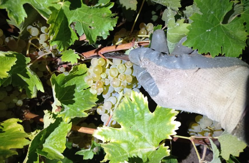 Comienza la vendimia en Madrid