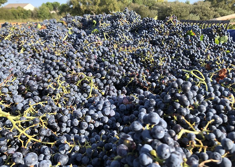 cosecha de uva en Madrid