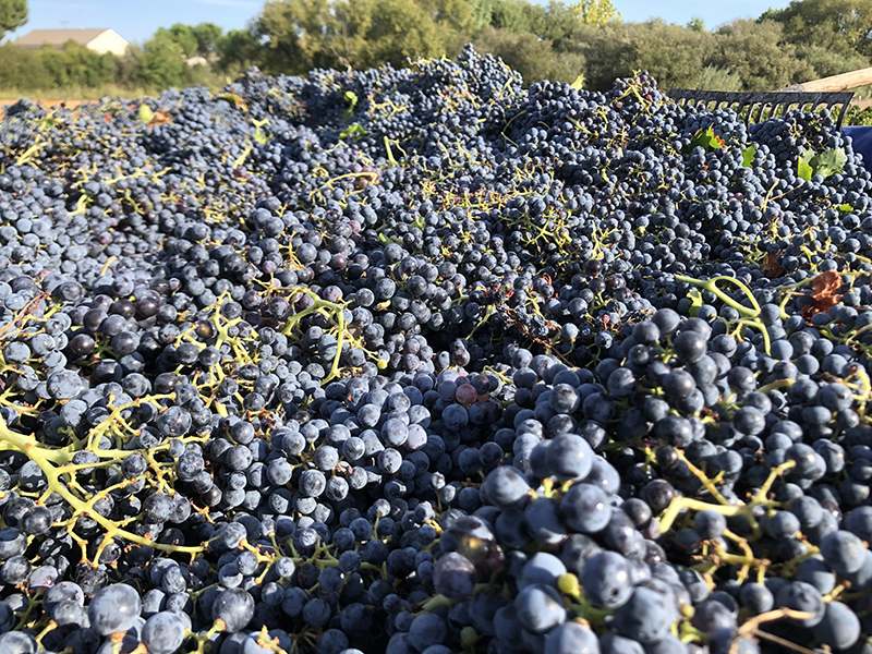 cosecha de uva en Madrid