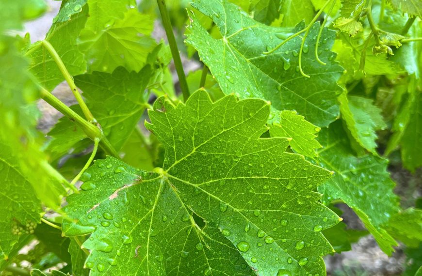 Nuevas variedades de uva de Madrid