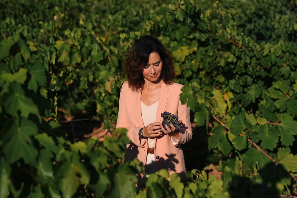 Vino de Madrid institucional