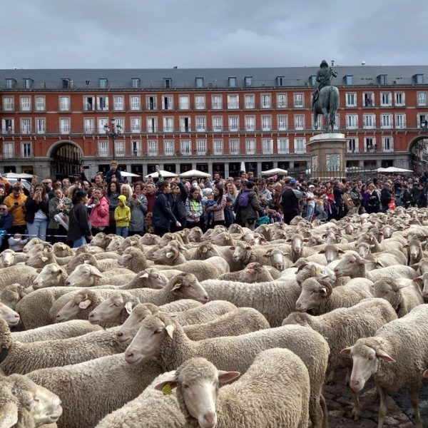 Fiesta de la Trashumancia 2025